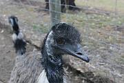 Emu (食火雞)