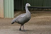 Cape Barren Goose