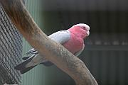 粉紅鳳頭鸚鵡 (Galah)