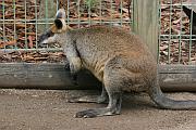 沙袋鼠 (Wallaby)