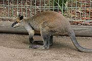 沙袋鼠 (Wallaby)