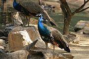 孔雀 (Indian Peafowl / Peacock)