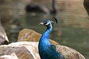 孔雀 (Indian Peafowl / Peacock)