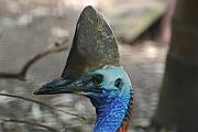 Cassowary (食火雞)