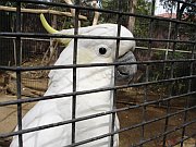 葵花鳳頭鸚鵡 (Sulphur-crested Cockatoo)