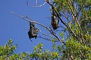 樹上的蝙蝠